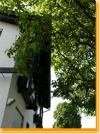 BereichDach und Fassade vor dem Schnitt der Catalpa in Osthofen